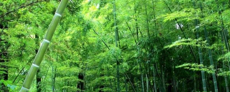 竹子象征着什么 菊花象征着什么