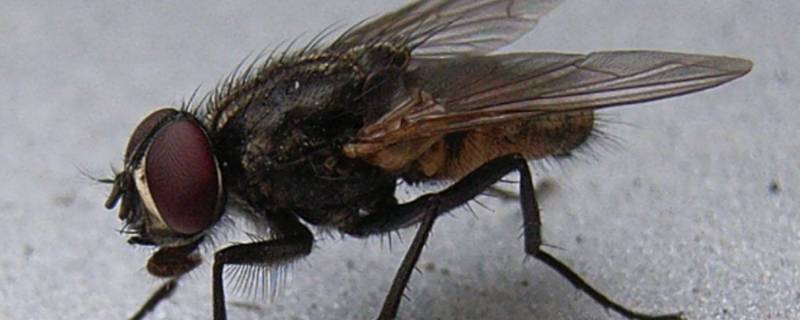 苍蝇的复眼是什么形状（苍蝇的复眼是几边形的）