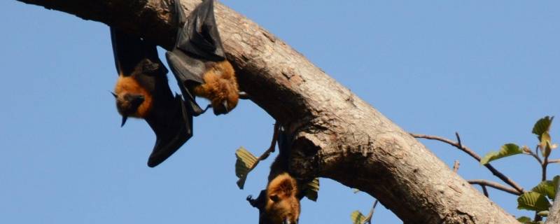 人们在建筑上雕刻蝙蝠的寓意是什么? 人们在建筑上雕刻蝙蝠的寓意是什么英语