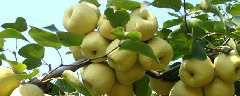 哪些水果是低糖水果 哪些水果是低糖水果孕期糖尿病,应该吃哪些低糖水果