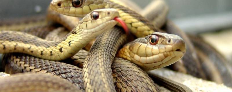 蛇长什么样（蛇长什么样子的图片）