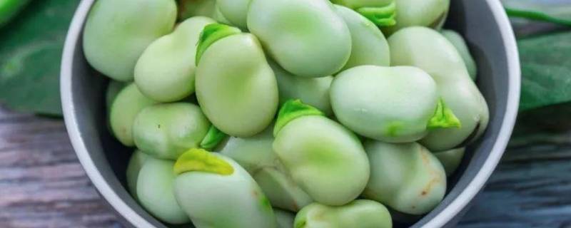 蚕豆的内部结构有哪些 蚕豆的内部结构有哪些图片