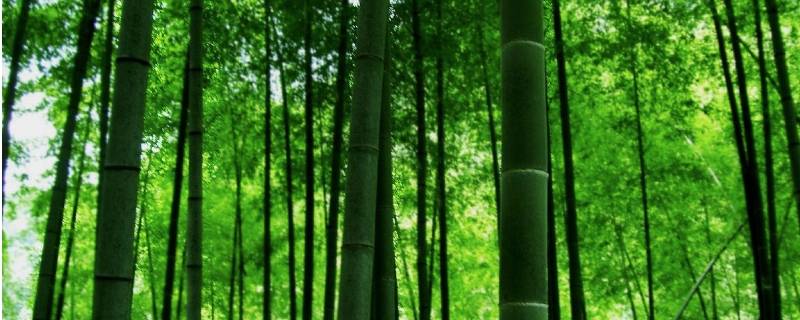 竹子的气味是什么味的（竹子的味道是什么味道）