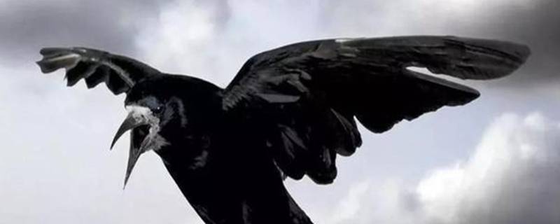 乌鸦是候鸟还是留鸟（乌鸦是迁徙的鸟吗）