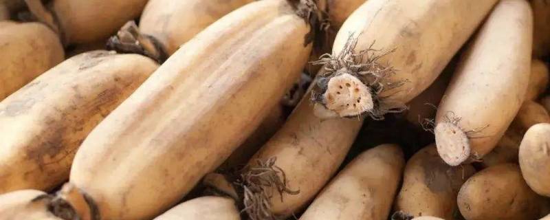 煮藕怎样才能不变色 煮藕怎样才能不变色呢