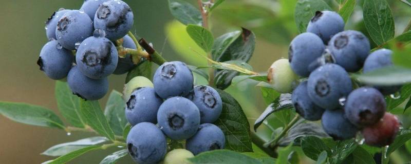 什么物品是蓝色的圆形的（什么物品是蓝色的圆形的图片）