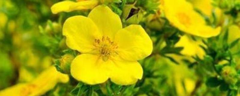 什么是黄花磷酸（什么叫黄花磷酸?）