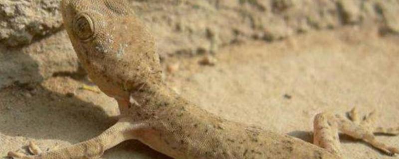 吃害虫的昆虫有哪些 吃害虫的昆虫有哪些?