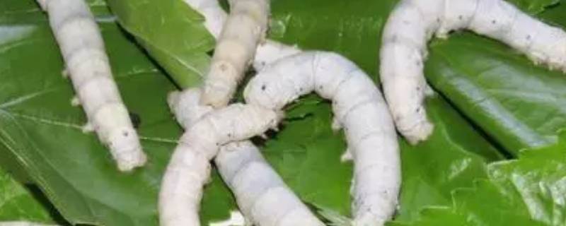 蚕宝宝孵化出来多久才吃东西 蚕宝宝孵化出来多久才吃东西呢