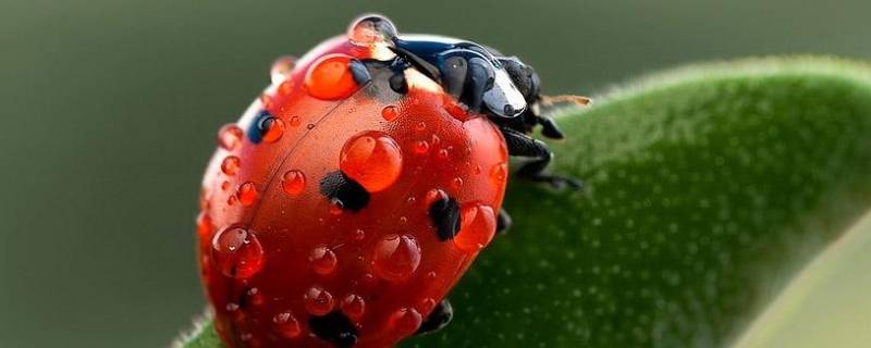 瓢虫的膜翅是什么意思（瓢虫的膜翅和硬翅）