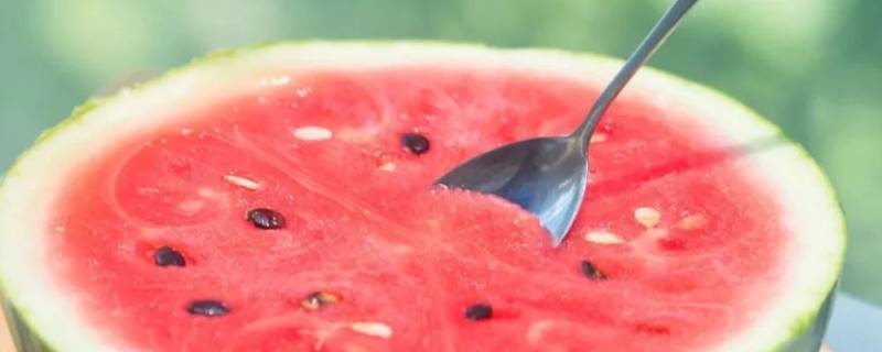 西瓜是植物类吗 西瓜是植物类吗还是动物