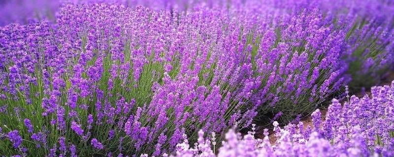 紫色的对比色 紫色的对比色和互补色