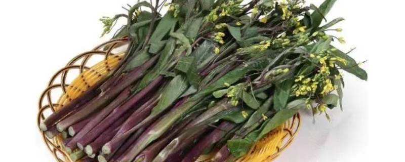 紫菜苔需要焯水吗（苔菜用不用焯水）