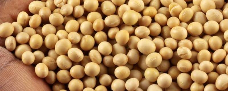 脱脂大豆是什么意思 酱油里面的非转基因脱脂大豆是什么意思