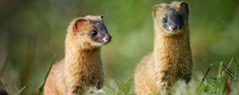 臭鼬是黄鼠狼吗 臭鼬是黄鼠狼吗黄鼬视频