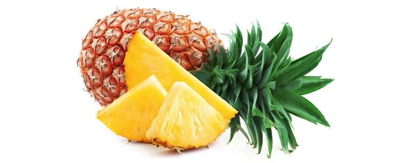 菠萝是长在哪里的（菠萝是长在哪里的植物）