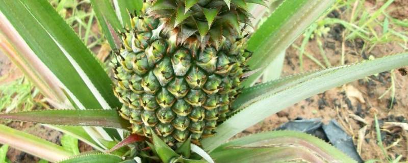 菠萝绿色的时候可以吃吗（菠萝绿色的时候可以吃吗）