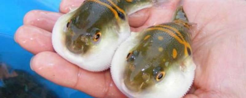 河豚生活在哪里 河豚生活在哪个地方