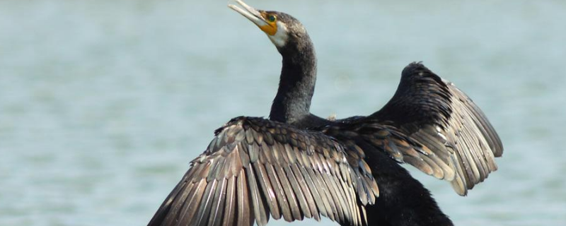 鸬鹚怎么读（鸬鹚怎么读音是什么）