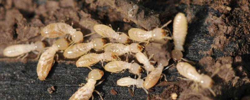 白蚁有翅膀吗 白蚁有翅膀吗?