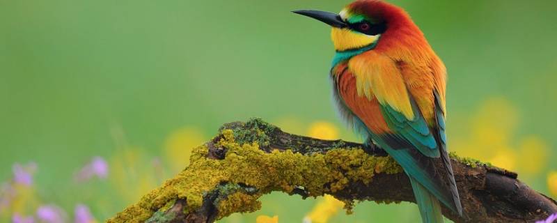 鸟类都有哪些 厦门的鸟类都有哪些