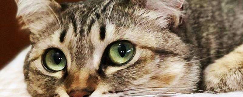 关于猫的谜语 关于猫的谜语幼儿园