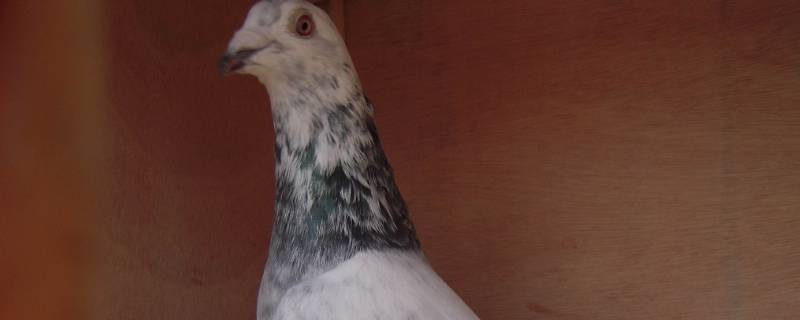 正宗奶酪血统信鸽特点 信鸽奶酪配什么品种鸽好