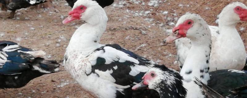 和鸭子很像的一种家禽（和鸭子很像的一种家禽豚）