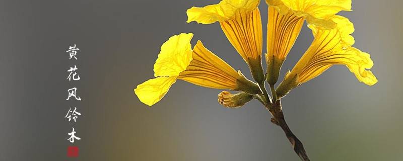 高明黄花风铃木在哪儿（高明黄风铃花位置）