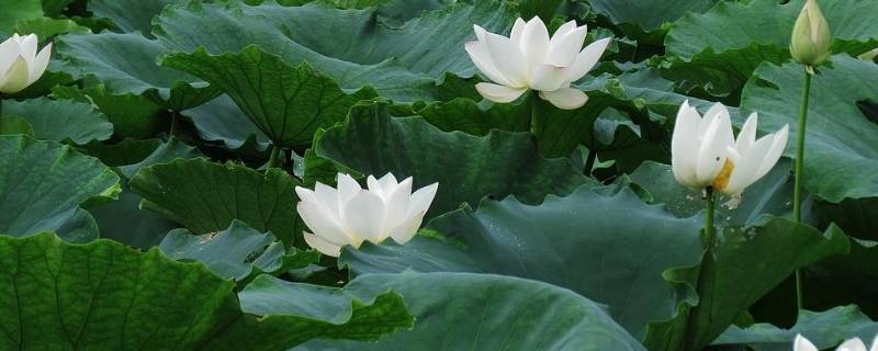 白色象征着什么 黑色象征着什么