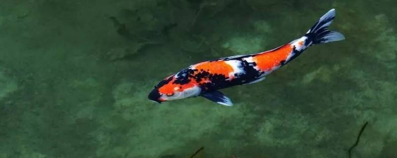 关于鱼的吉祥话（关于鱼的吉祥话国庆节）