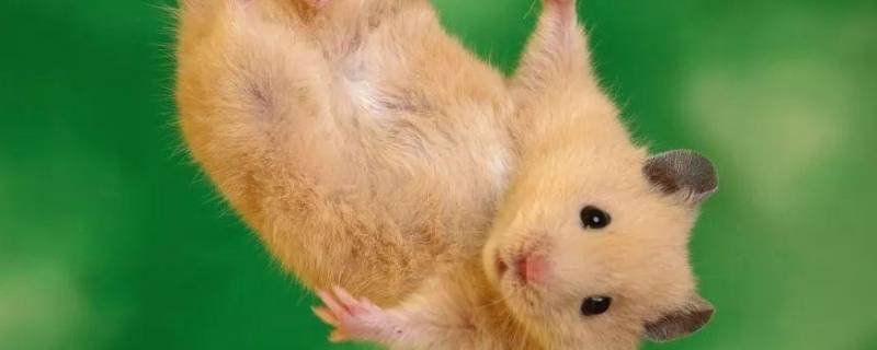 仓鼠和老鼠的区别在哪里（仓鼠和老鼠什么区别）