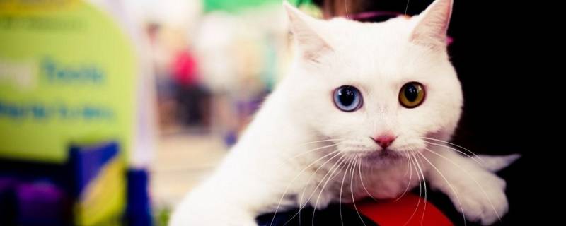 国际猫咪节是几月几日（国际猫咪节是几月几日啊）