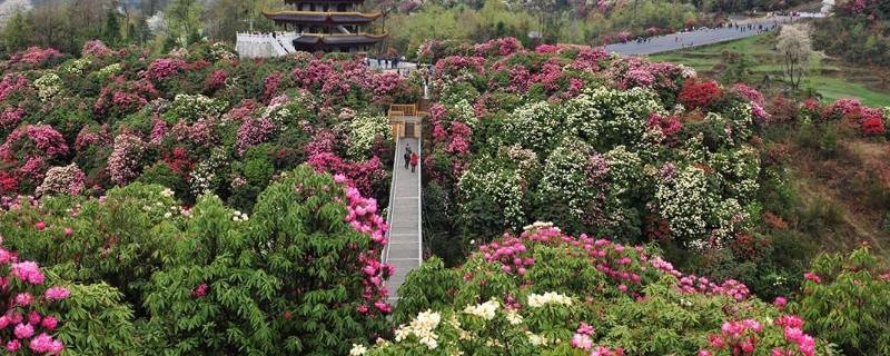 百里杜鹃在毕节哪个县 百里杜鹃属于毕节哪里