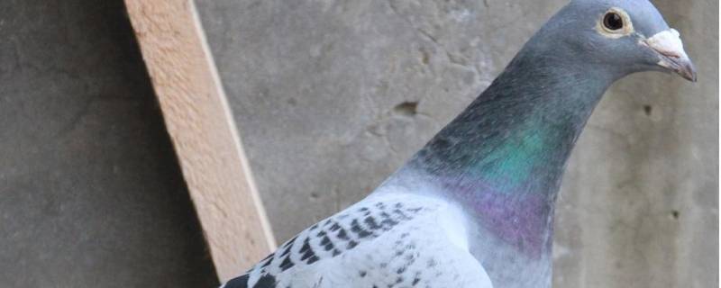 纯詹森鸽特征（纯詹森鸽特征体型）