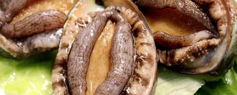 鲍鱼保存方法 鲍鱼保存方法冷冻