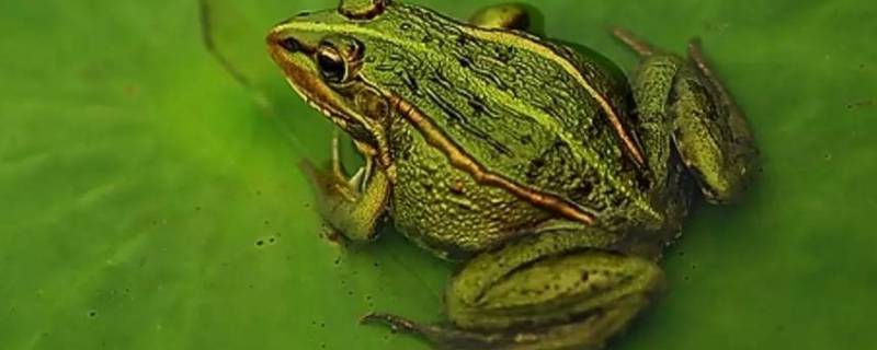 冬天青蛙去哪里了