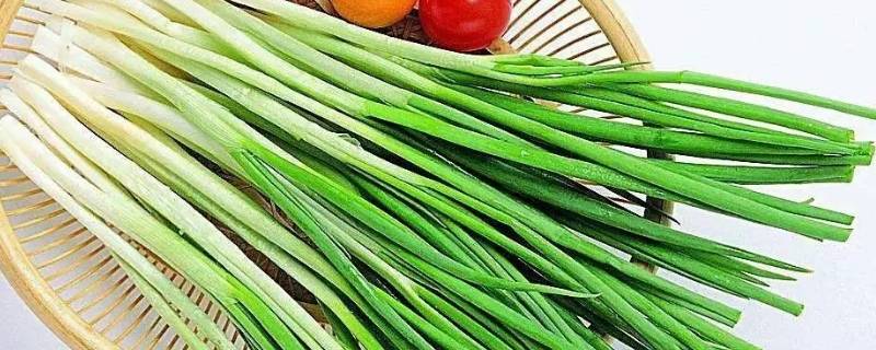 大葱的寓意和象征 葱的象征意义