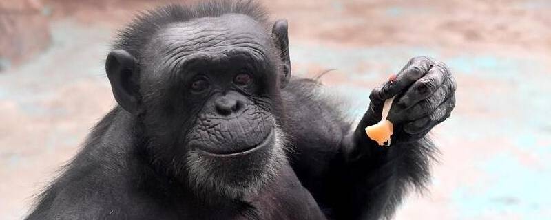 郑州动物园地铁哪一站（郑州动物园在哪个地铁站）