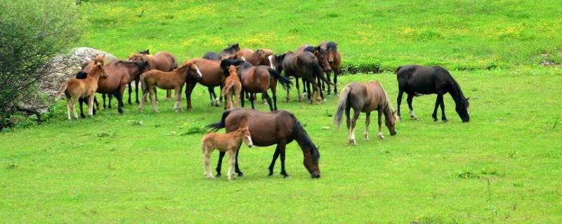 草原奔驰的动物 草原奔驰的动物有哪些