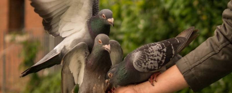 鸽子的寓意和象征意义（鸽子的寓意和象征意义信息反馈）