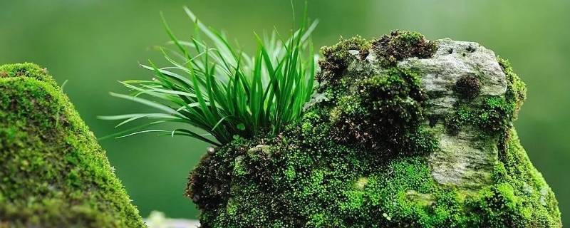 菖蒲怎么读 九节菖蒲怎么读