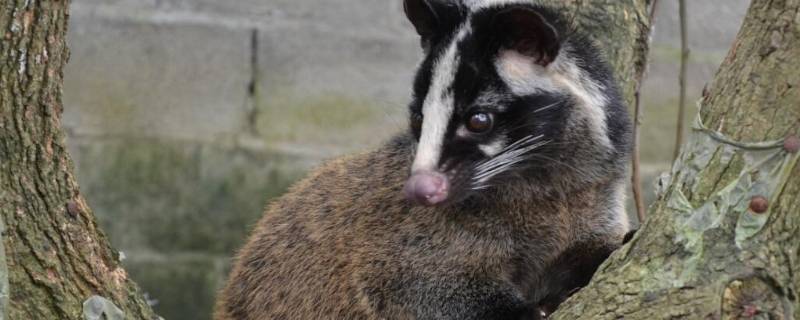 果子狸是几级保护动物吗 果子狸是几级保护动物吗图片