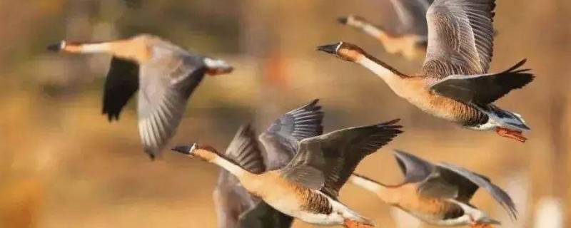 大雁往北飞寓意 大雁往南飞寓意是什么
