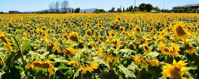 东莞向日葵花海在哪里（东莞横沥向日葵花海在哪里）