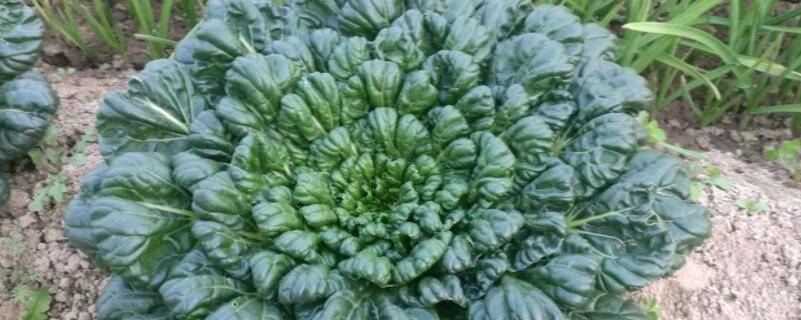 菊花菜的做法（凉拌菊花菜的做法）