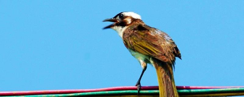 白头翁鸟的寓意和象征 白头翁鸟象征着什么意义