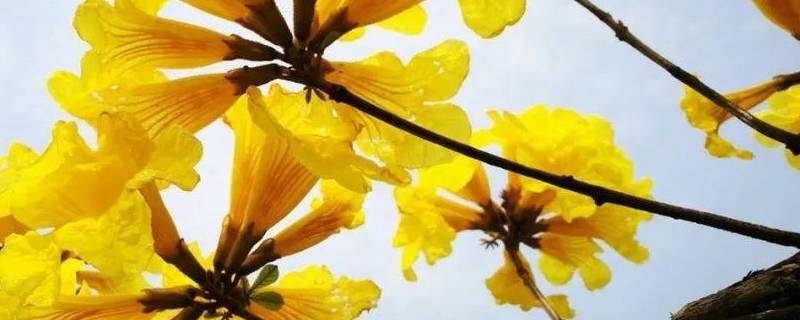 春天开黄花的树（春天开黄花的树名称）