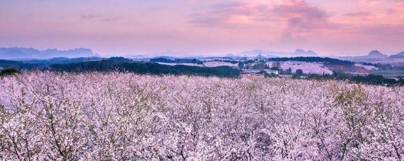 贵阳樱花园在哪里 贵阳樱花园在什么地方
