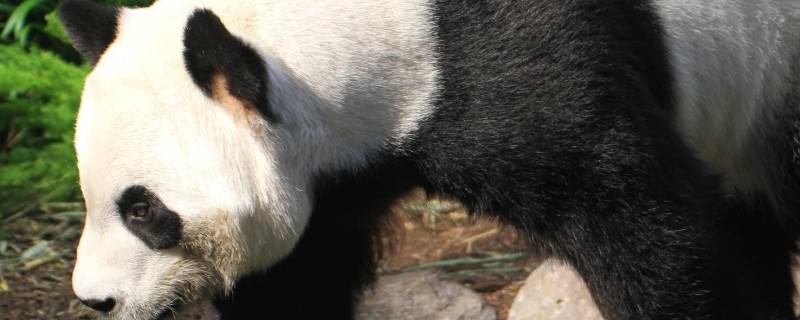 大熊猫发源地（大熊猫发源地雅安）
